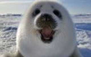 Почтовые адреса электронной почты